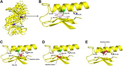 Genotypic spectrum underlying tetrahydrobiopterin metabolism defects: Experience in a single Mexican reference center